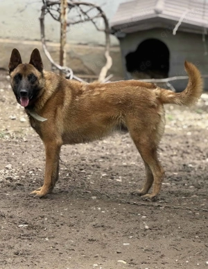 Djengo ca. 55 cm   der schlaue Kopf