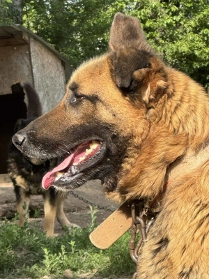 King ca. 55 cm   braucht eine Aufgabe