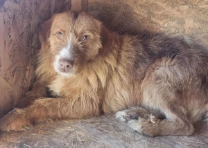 Janosch L ca. 42 cm   der Ruhige