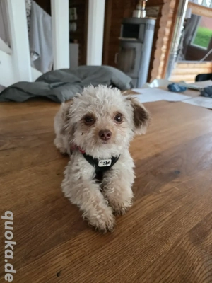 Teacup Pudel Rüde Cooper