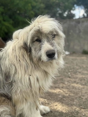 Liam B ca. 55 cm   steht vor einer Herausforderung Bild 7