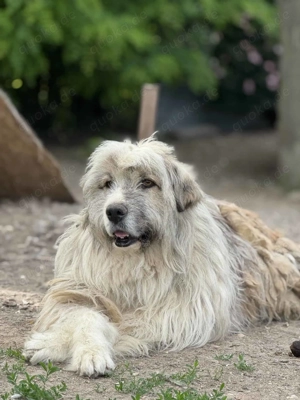 Liam B ca. 48 cm   steht vor einer Herausforderung