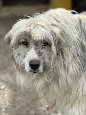 Liam B ca. 55 cm   steht vor einer Herausforderung Bild 8