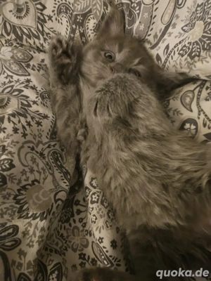 Kleine herzerwärmende Maine Coons