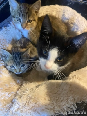 junge katzen  Kater 