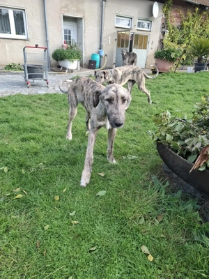 Irish wolfshound Hündin  Bild 4