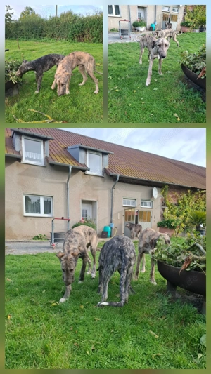 Irish wolfshound Hündin  Bild 3