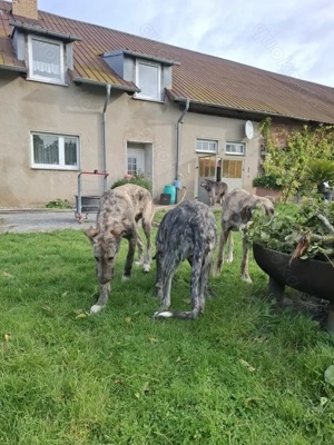 Irish wolfshound Hündin  Bild 5