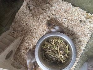 Hamster Babys zu verkaufen 7 Wochen  Bild 2