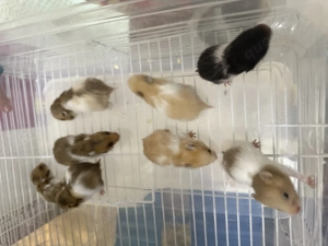 Hamster Babys zu verkaufen 7 Wochen 