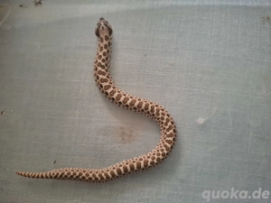 0.1 Heterodon nasicus nz 25