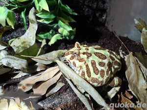 Schmuckhornfrosch cranwelli weiblich 