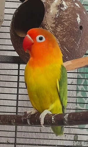 Agaporniden Pfirsichköpfchen Schwarzköpfchen 