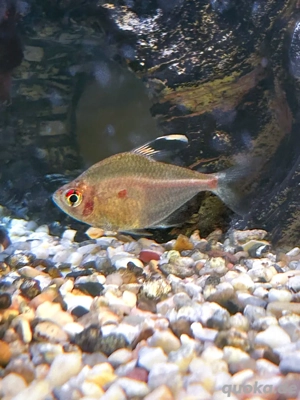 2 Salmler zu verschenken 