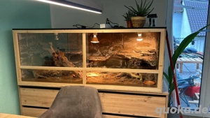  5 Leopardgeckos inkl. Terrarium abzugeben