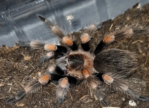 Vogelspinnen nur Abholung