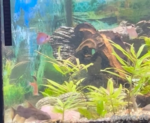 Wels   Fiederbartwels