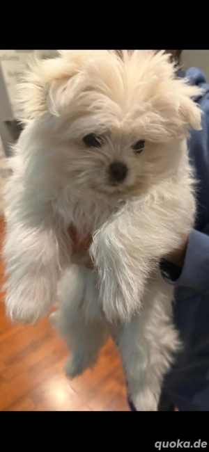 Pomeranian Maltipoo