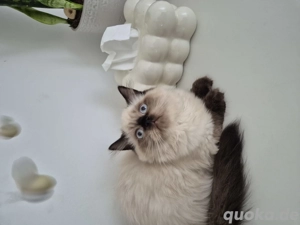 Regdoll kitten mädchen abzugeben !