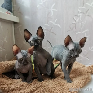Unsere wunderschönen reinrassigen kanadischen Sphynx-Kätzchen