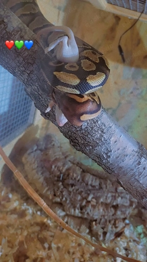 Königs python 1 jahr alt 