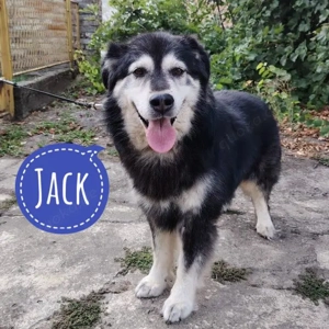 Jack, wunderschöner, erwachsener Kuschelbär