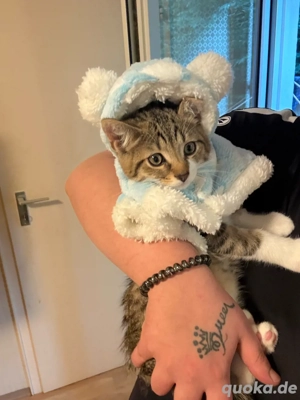 katzen zum verkaufen 