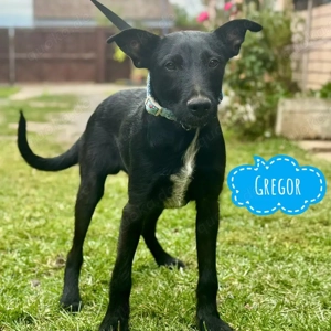 Gregor, Terrier Mix Welpe, freundlich und neugierig