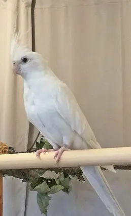 3 Pärchen nymphensittich 