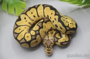 1.0 Pastel Clown Nr.2 ENZ 2025 