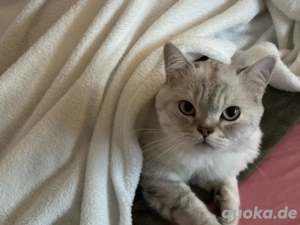 Bkh Deckkater  Bild 2