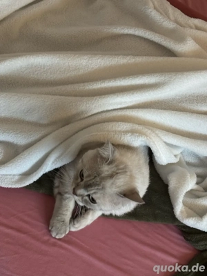 Bkh Deckkater  Bild 3