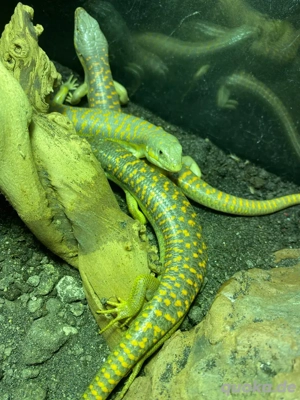 Berbersking (eumeces schneideri)