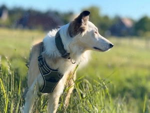 Suche wird ein Deckrüden Border Collie für meine Hündin Raya