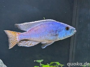 malawi Nimbochromis Fuscotaeniatus Paar 