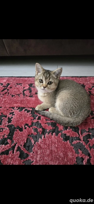 Reinrassige BKH Kitten 