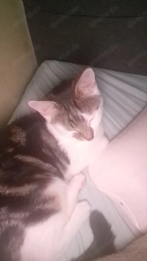 Kleine Katze sucht neuen Dosenöffner