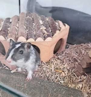 Süße Rennmaus - männlich 