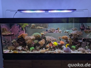 Aquarium Meerwasser Auflösung 