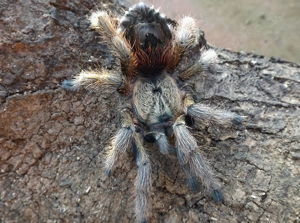 Verschiedene bunte Vogelspinnen zur Abholung oder Versand