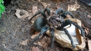 Verschiedene bunte Vogelspinnen zur Abholung oder Versand