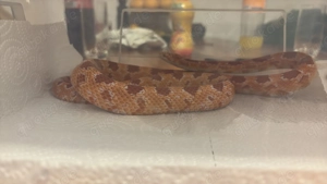 Kornnattern 0.1 und 1.0