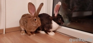 Riesen stahlkaninchen 