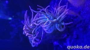 Sunburst Anemone Meerwasser