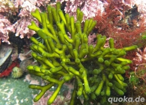 Meerwasser-, Salzwasser-, Makroalge: Starterset (Rotalge, Caulerpa) Bild 3