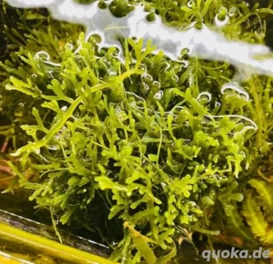 Meerwasser-, Salzwasser-, Makroalge: Caulerpa oligophylla, Kriechsprossalge, Caulerpa brachypus