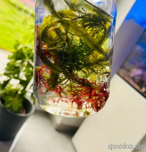 Meerwasser-, Salzwasser-, Makroalge: Starterset (Rotalge, Caulerpa)