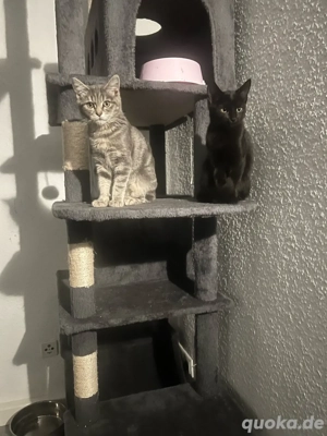 Wunderschöne Kätzchen zu vergeben!