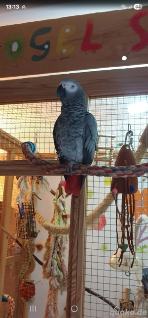 0.1 Graupapagei Weibchen 2012