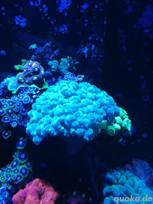 Blasenkoralle weiß XXL, Plerogyra Sinuosa, Meerwasser, Aquarium 